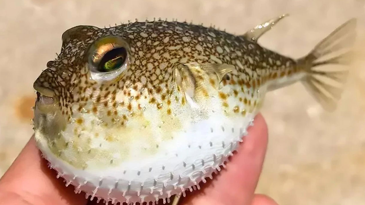 Foto - Bu yiyecekler sofranızda zehir saçıyor! Dikkat edilmezse ölümcül olabilir