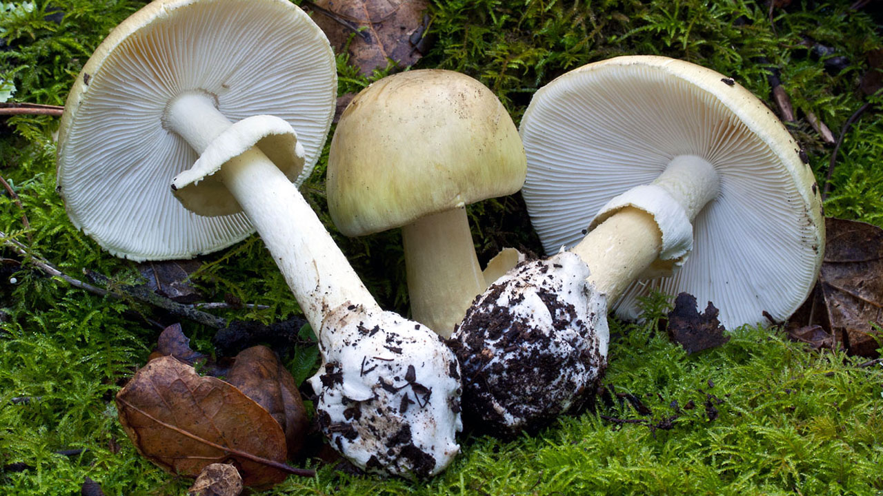 Foto - Bu yiyecekler sofranızda zehir saçıyor! Dikkat edilmezse ölümcül olabilir