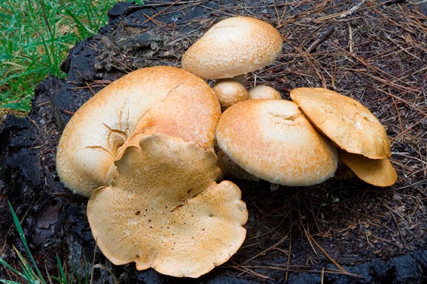 Foto - Bu yiyecekleri tüketirken dikkat! Aniden ölüme neden olabiliyor