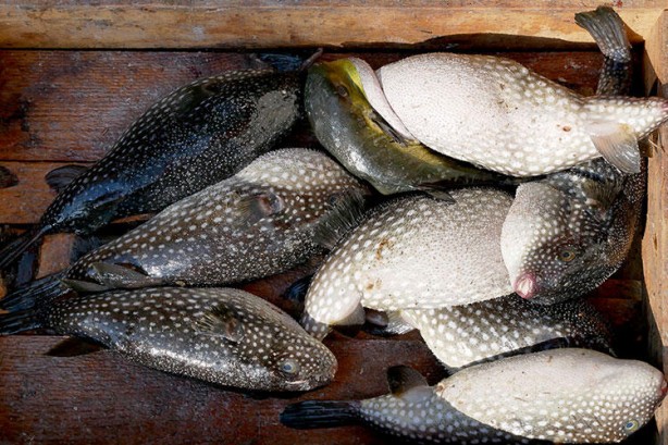 Foto - Bu yiyecekleri tüketirken dikkat! Aniden ölüme neden olabiliyor