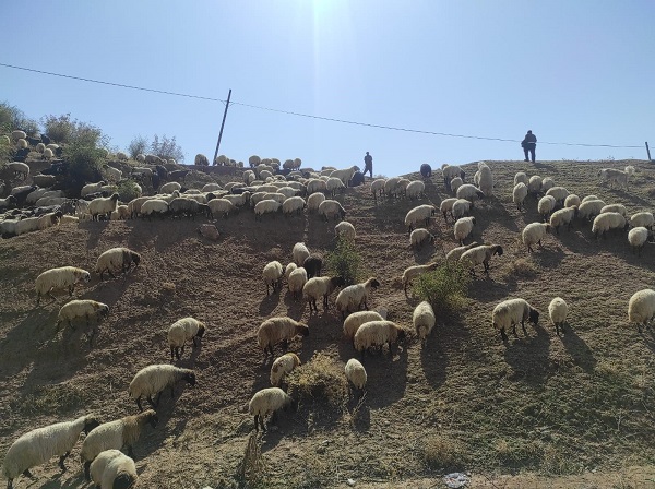 Foto - Bu yolculuk tam 2 ay sürüyor