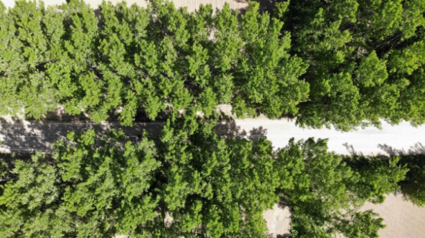 Foto - Bu yolun görünüşüne aldanmayın! İşte oradan geçenleri bekleyen tehlike