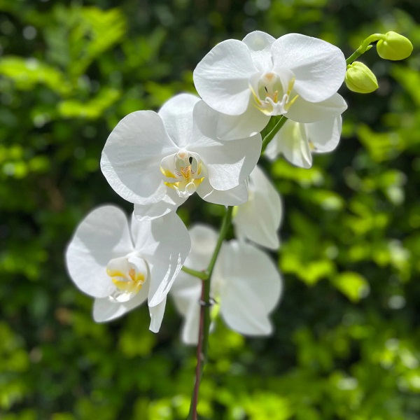 Foto - Bu yöntem çok işinize yarayacak! Açmayan orkideyi canlandırmanın püf noktası
