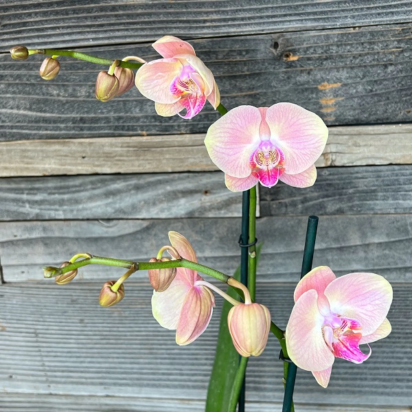 Foto - Bu yöntem çok işinize yarayacak! Açmayan orkideyi canlandırmanın püf noktası