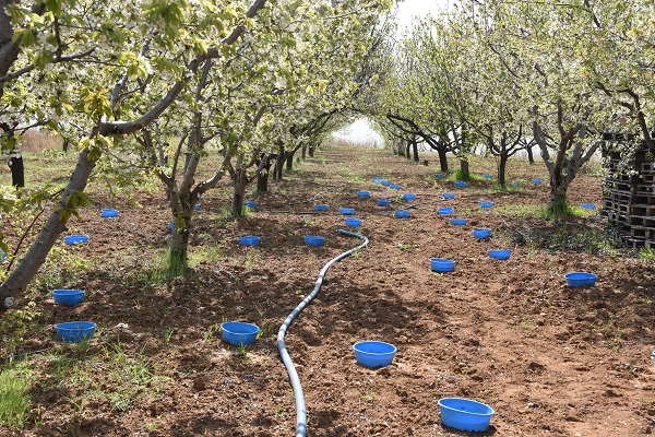 Foto - Bu yöntem hem ağaçları hem arıları koruyor