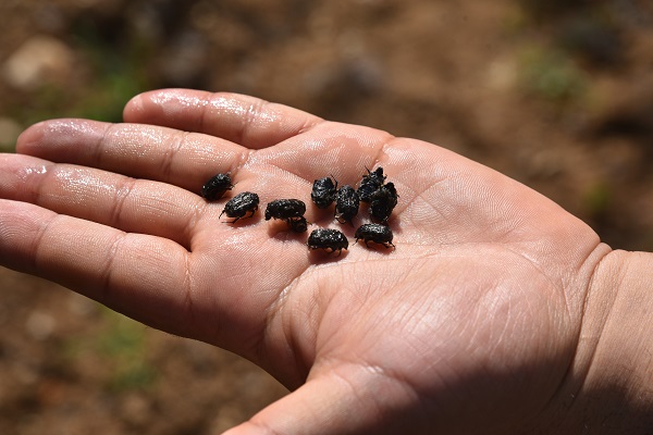 Bu yöntem hem ağaçları hem arıları koruyor