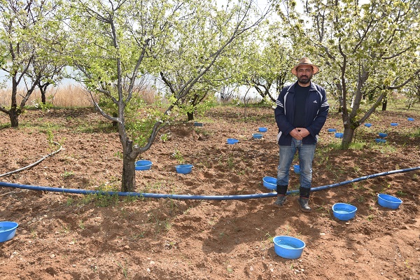 Foto - Bu yöntem hem ağaçları hem arıları koruyor