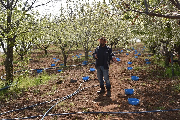 Foto - Bu yöntem hem ağaçları hem arıları koruyor