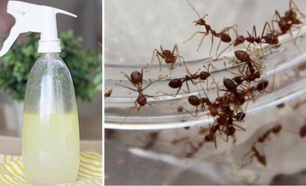 Foto - Bu yöntem, karıncaları evinizin yakınına dahi yaklaştırmıyor! Afrikalılar bulmuş! Mucize gibi bir şey