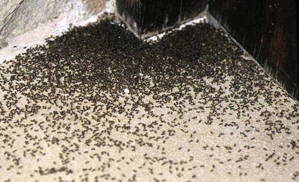 Foto - Bu yöntem, karıncaları evinizin yakınına dahi yaklaştırmıyor! Afrikalılar bulmuş! Mucize gibi bir şey