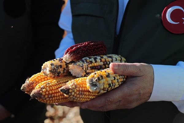 Foto - Bu yöntem verimi arttırdı