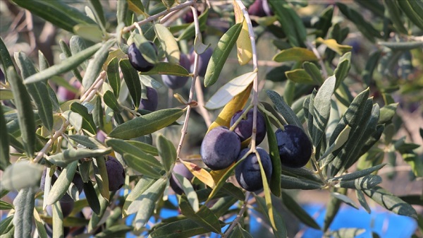 Foto - Bu yöntemi çoğumuz bilmiyoruz! Bakın zeytinlerin bayatlamaması için ne yapmak gerekiyormuş