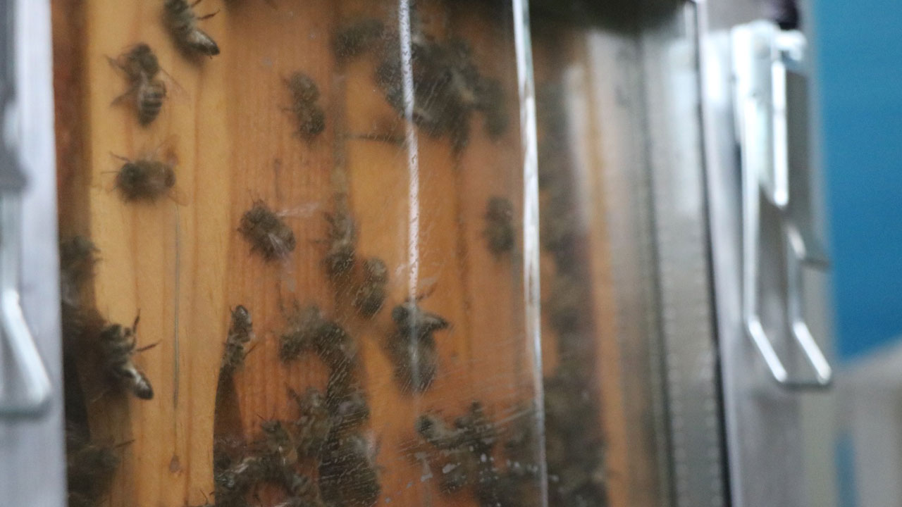 Bu yöntemle dünyaya açıldı! Daha önce kimse böyle arıcılık görmedi