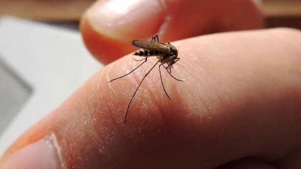 Foto - Bu yöntemle evde bir sivrisinek bile kalmayacak! Tamamen doğal malzemelerle evde sivrisinek kovucu yapın