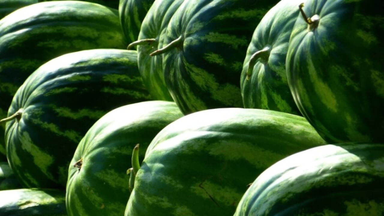 Foto - Bu yöntemle kelek çıkmıyor! İşte en iyi karpuzu seçmenin kolay yolu