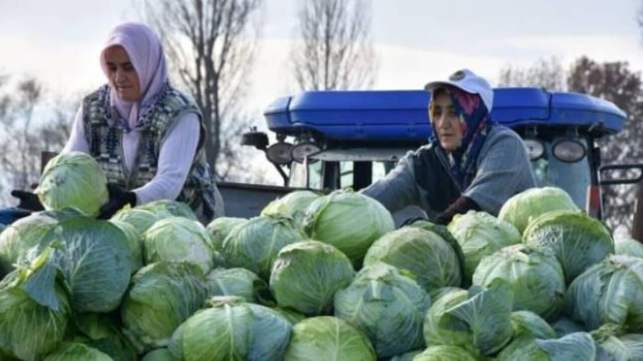 Foto - Bu yöntemle rahatlayacaksınız! Bel ağrısına iyi gelen şifalı bitki açıklandı