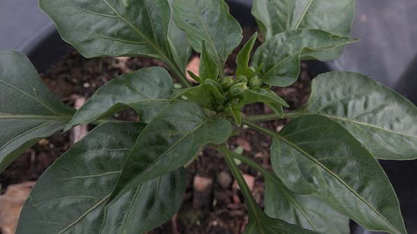 Foto - Bu yöntemle yüzde 50 verim alınıyor