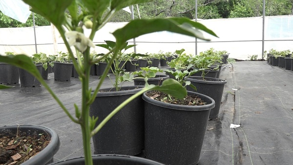 Foto - Bu yöntemle yüzde 50 verim alınıyor