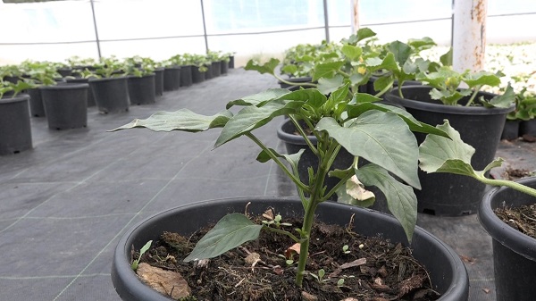 Foto - Bu yöntemle yüzde 50 verim alınıyor