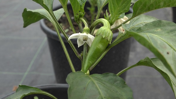 Foto - Bu yöntemle yüzde 50 verim alınıyor