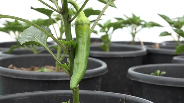 Foto - Bu yöntemle yüzde 50 verim alınıyor