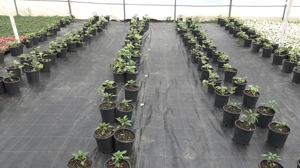 Foto - Bu yöntemle yüzde 50 verim alınıyor