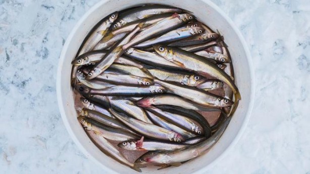 Foto - Bu yöntemlerle balık pişirirken kokusu olmuyor! Meğer çözümü bu kadar basitmiş