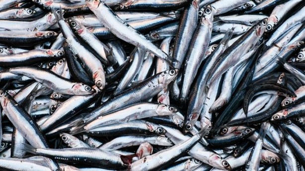 Foto - Bu yöntemlerle balık pişirirken kokusu olmuyor! Meğer çözümü bu kadar basitmiş