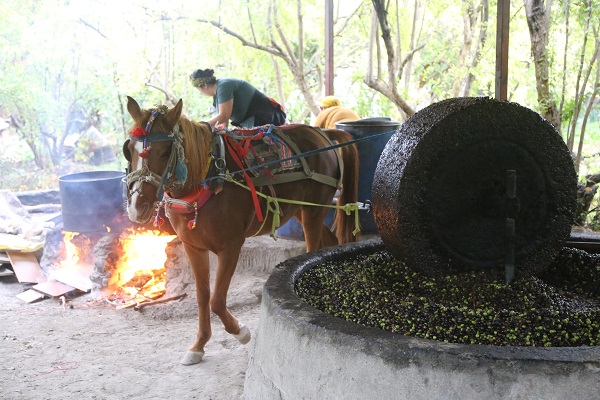 Foto - Bu zeytinyağının tadı bakın neden başka! 