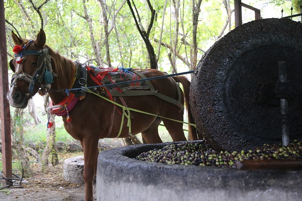 Foto - Bu zeytinyağının tadı bakın neden başka! 