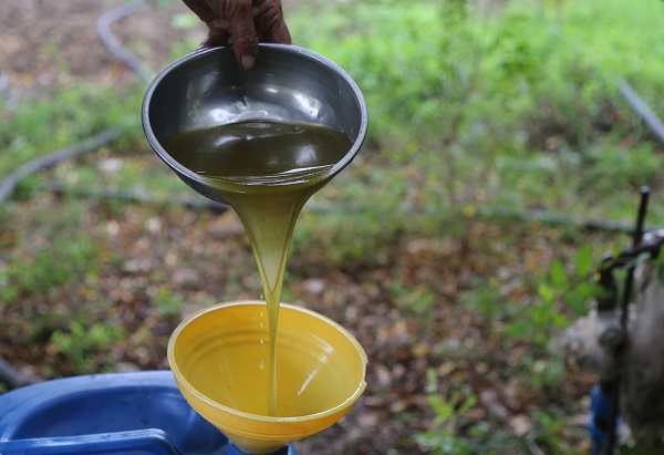 Foto - Bu zeytinyağının tadı bakın neden başka! 