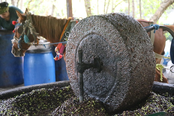 Foto - Bu zeytinyağının tadı bakın neden başka! 