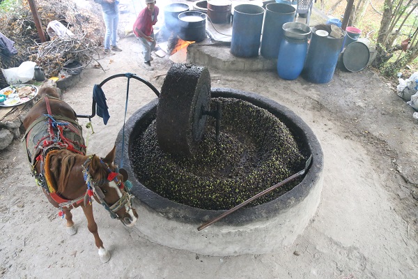 Foto - Bu zeytinyağının tadı bakın neden başka! 