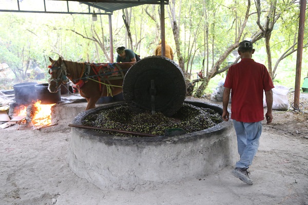 Foto - Bu zeytinyağının tadı bakın neden başka! 
