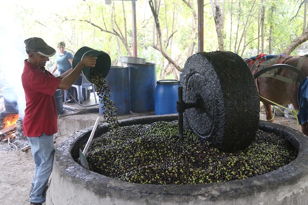 Foto - Bu zeytinyağının tadı bakın neden başka! 