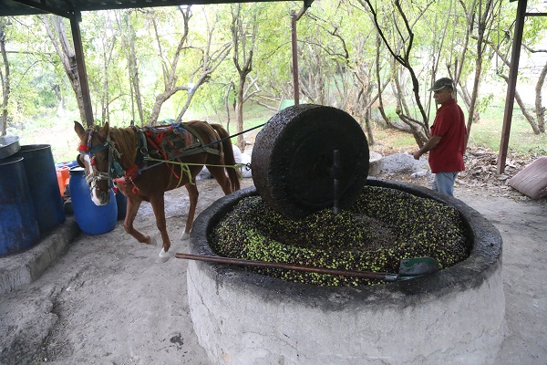 Foto - Bu zeytinyağının tadı bakın neden başka! 