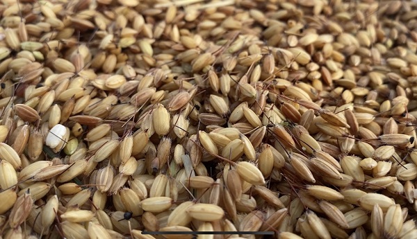 Foto - Bu zorlu mesai Türkiye'nin en iyisini yetiştirmek için