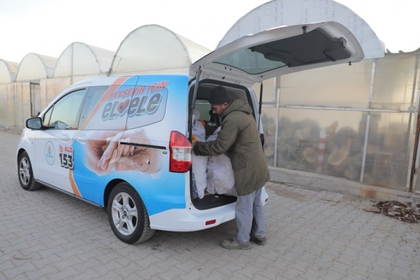 Foto - Budanan ağaçlar dar gelirli ailelere yakacak oluyor