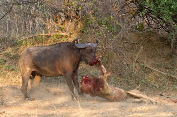 Foto - Bufalo aslanın karizmasını fena çizdi