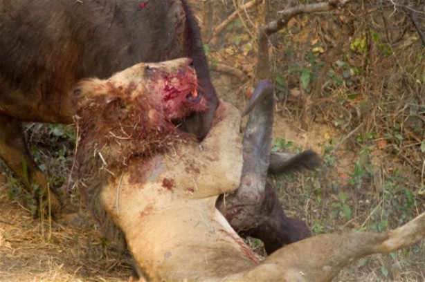 Foto - Bufalo aslanın karizmasını fena çizdi