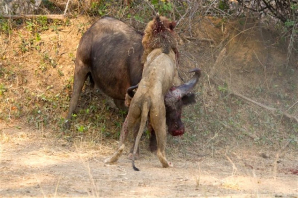 Foto - Bufalo aslanın karizmasını fena çizdi