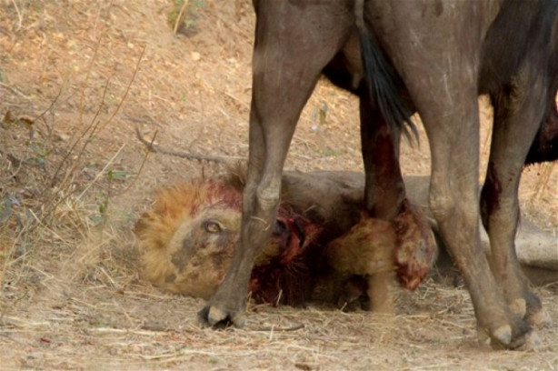 Bufalo aslanın karizmasını fena çizdi