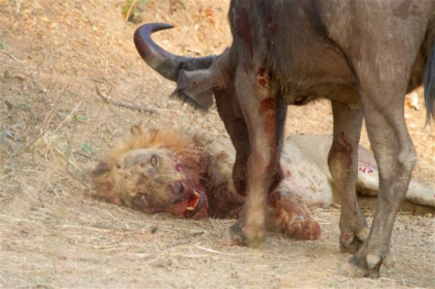 Foto - Bufalo aslanın karizmasını fena çizdi