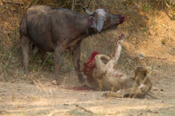 Foto - Bufalo aslanın karizmasını fena çizdi