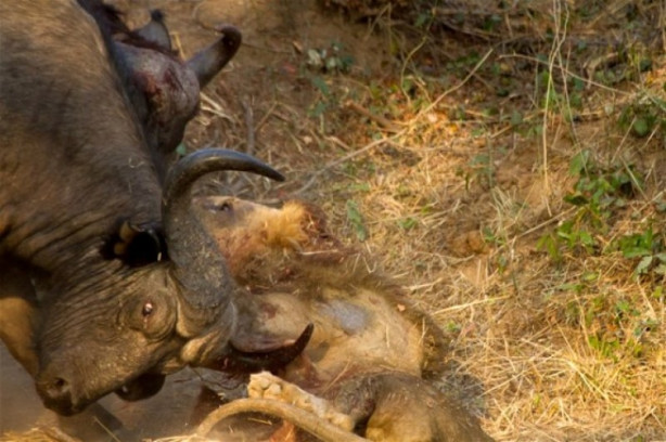 Foto - Bufalo aslanın karizmasını fena çizdi