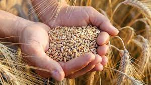 Foto - Buğday, arpa alım fiyatlarında yeni müjde: Düşüş sinyali! Türkiye odalar birliği listeleri açıklandı