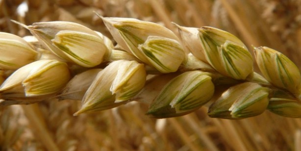 Foto - Buğday, arpa alım fiyatlarında yeni müjde: Düşüş sinyali! Türkiye odalar birliği listeleri açıklandı