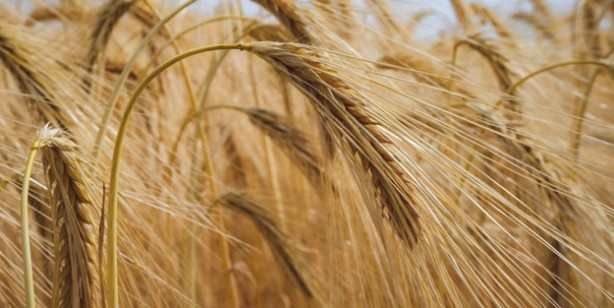 Foto - Buğday, arpa alım fiyatlarında yeni müjde: Düşüş sinyali! Türkiye odalar birliği listeleri açıklandı