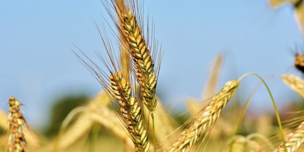 Buğday, arpa alım fiyatlarında yeni müjde: Düşüş sinyali! Türkiye odalar birliği listeleri açıklandı