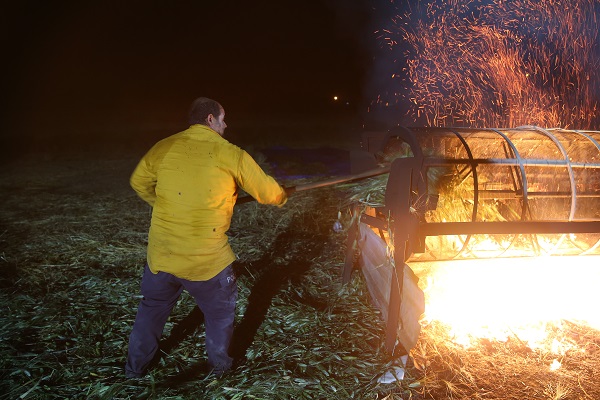 Foto - Buğday başaklarının firiğe dönüşme yolculuğu